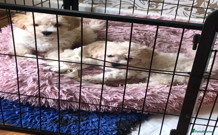 Poochon dogs - Advert 1