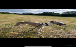 Whippet dogs for stud: Stud whippet - Image 2
