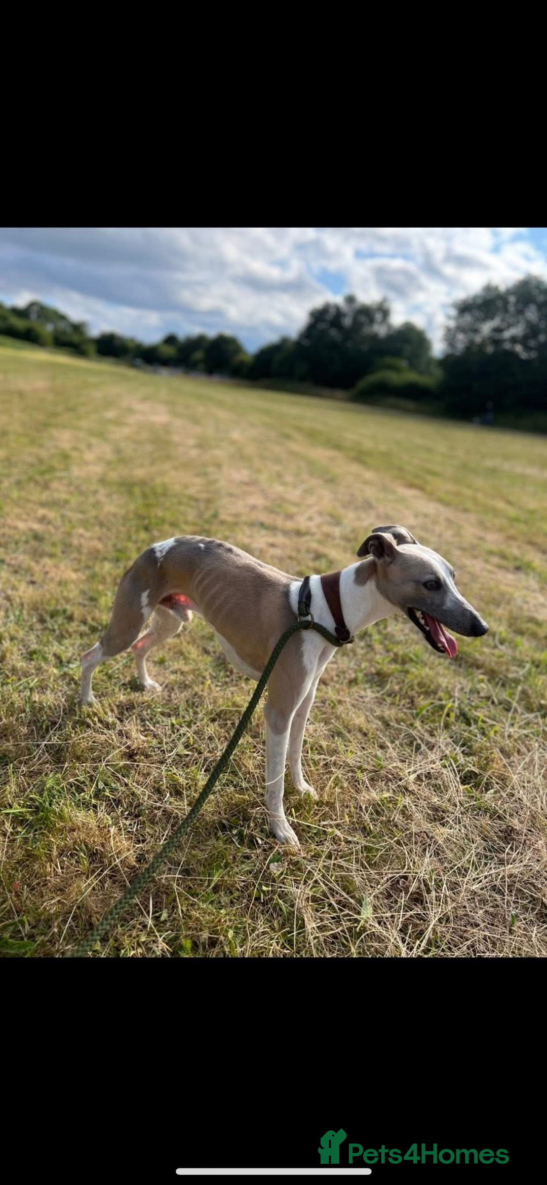 Whippet dogs for stud: Stud whippet - Image 2