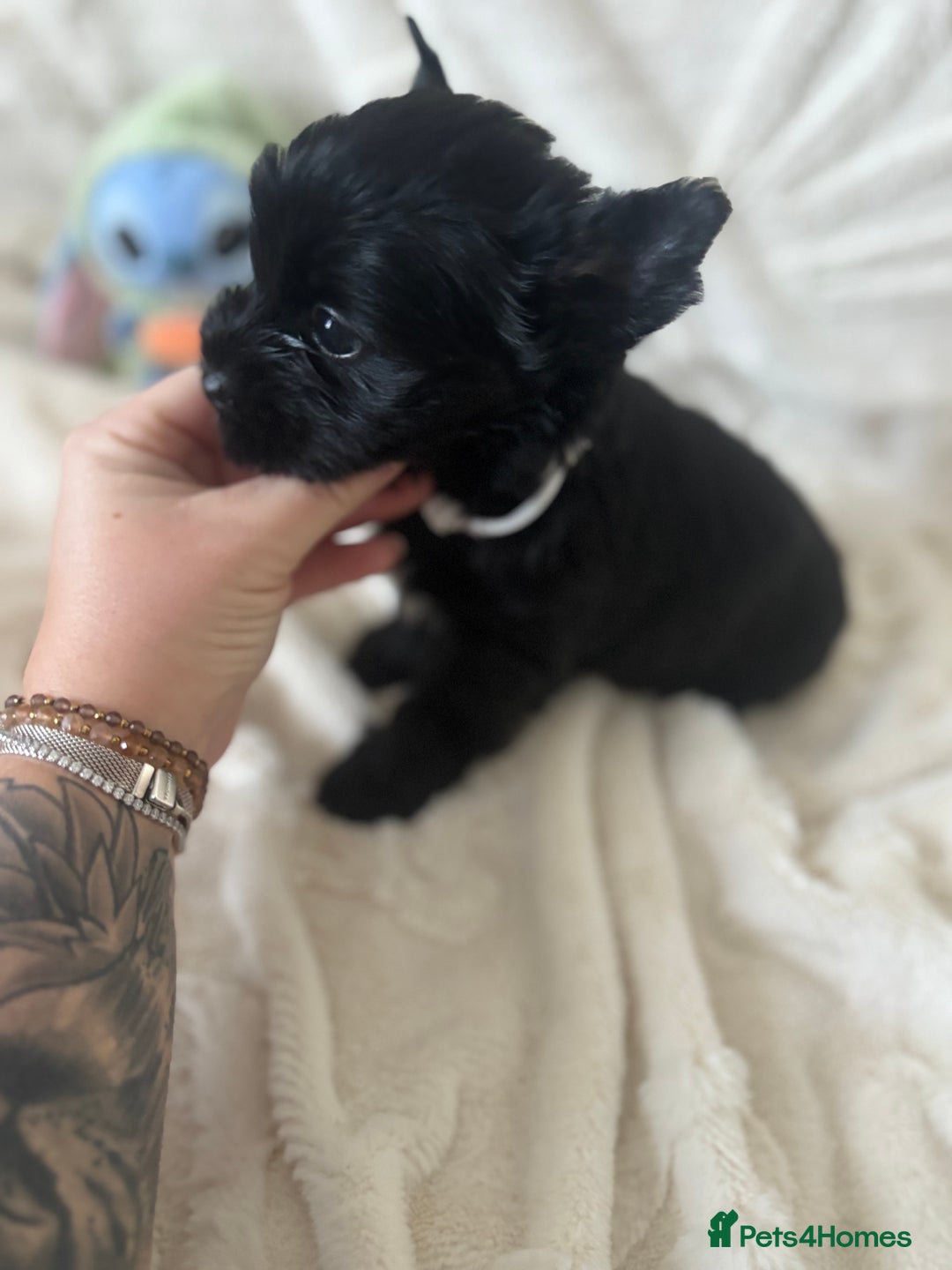 Yorkshire Terrier dogs for sale: Mini Black Yorkshire terriers puppies  - Advert 12