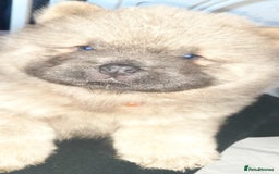 Chow Chow dogs for sale:  KC registered Chow Chow puppies for sale.🤗 - Image 17