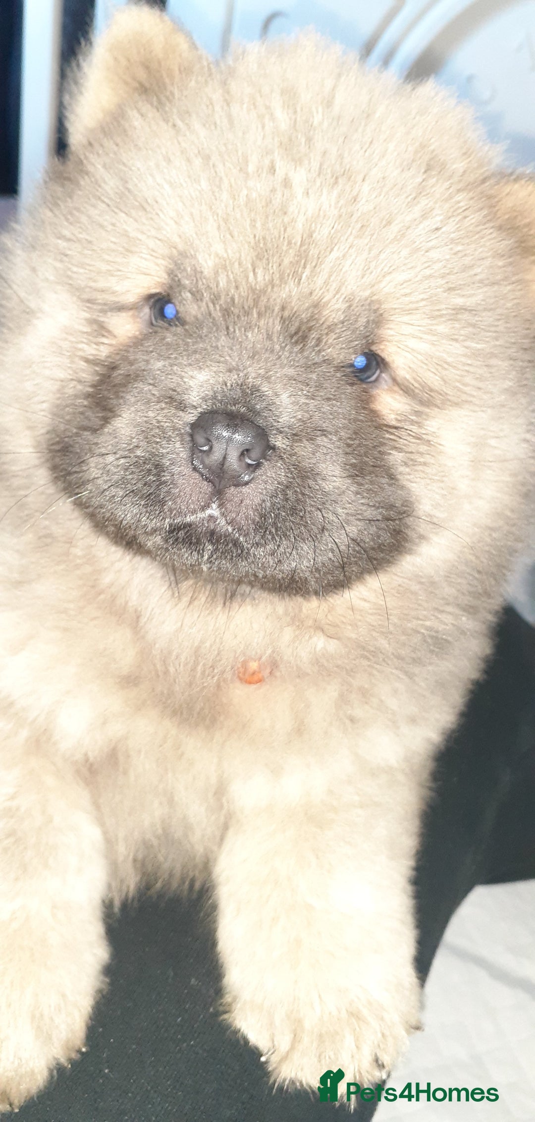 Chow Chow dogs for sale:  KC registered Chow Chow puppies for sale.🤗 - Image 17