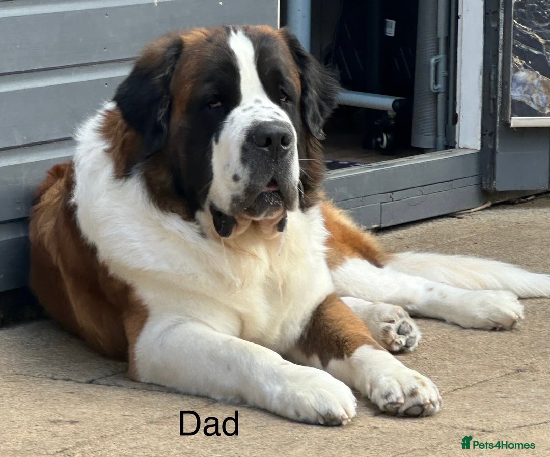 Mixed Breed dogs for sale: F1 Saint Bernedoodles - Image 3