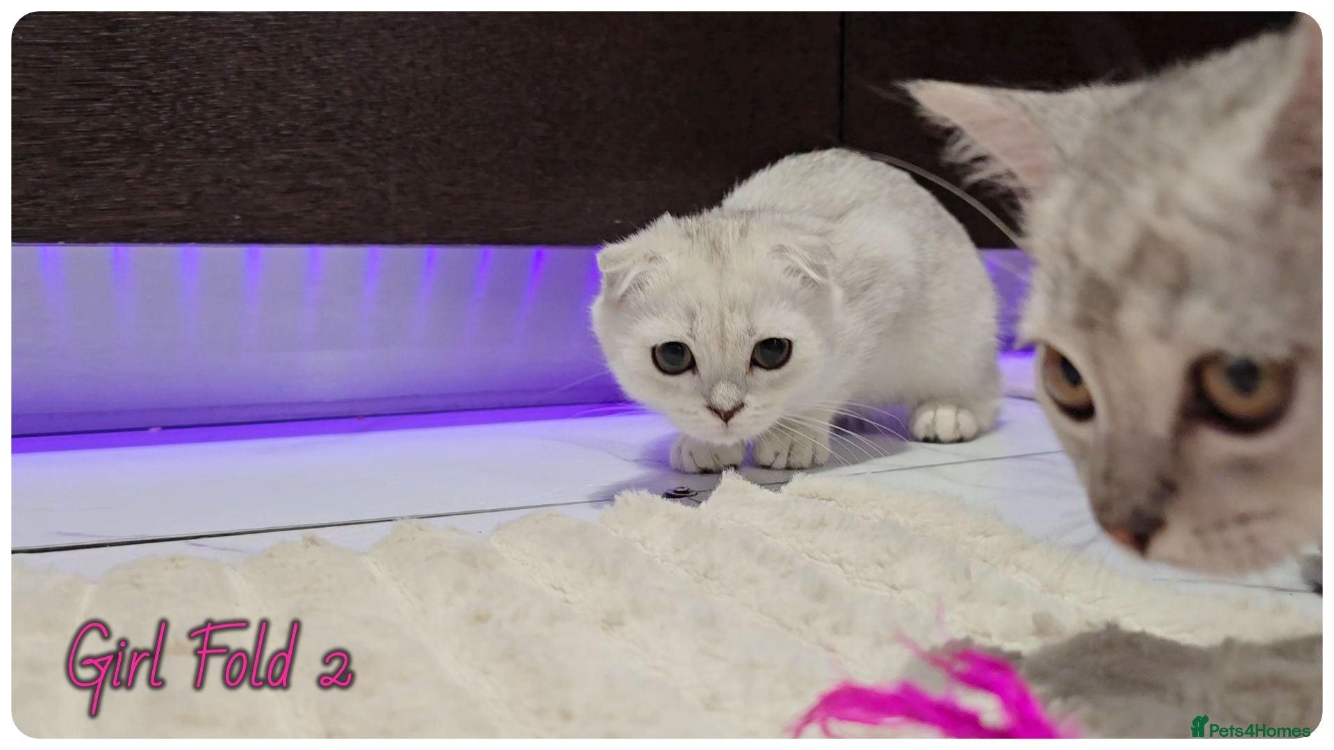 Scottish Fold cats Scottish Fold Kittens - Advert 2