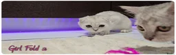 Scottish Fold cats for sale: Scottish Fold Kittens - Advert 6