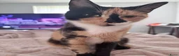Mixed Breed cats for sale: Beautiful Kittens looking for Forever Homes 🐾 - Advert 1
