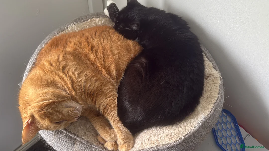 Mixed Breed cats for sale:  **  -indoor cats - Advert 5