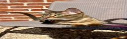 Savannah cats for sale: Stunning Savannah Queen–Looking For Forever Home ❤ - Advert 5