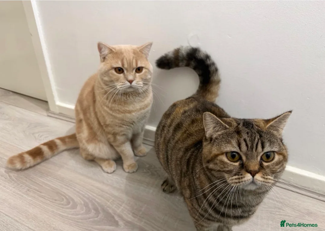 British Shorthair cats for sale: British shorthairs 1 years old brother and sister  - Advert 15