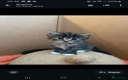 Mixed Breed cats for sale: Stunning litter of 4 gorgeous fur babies  - Image 6