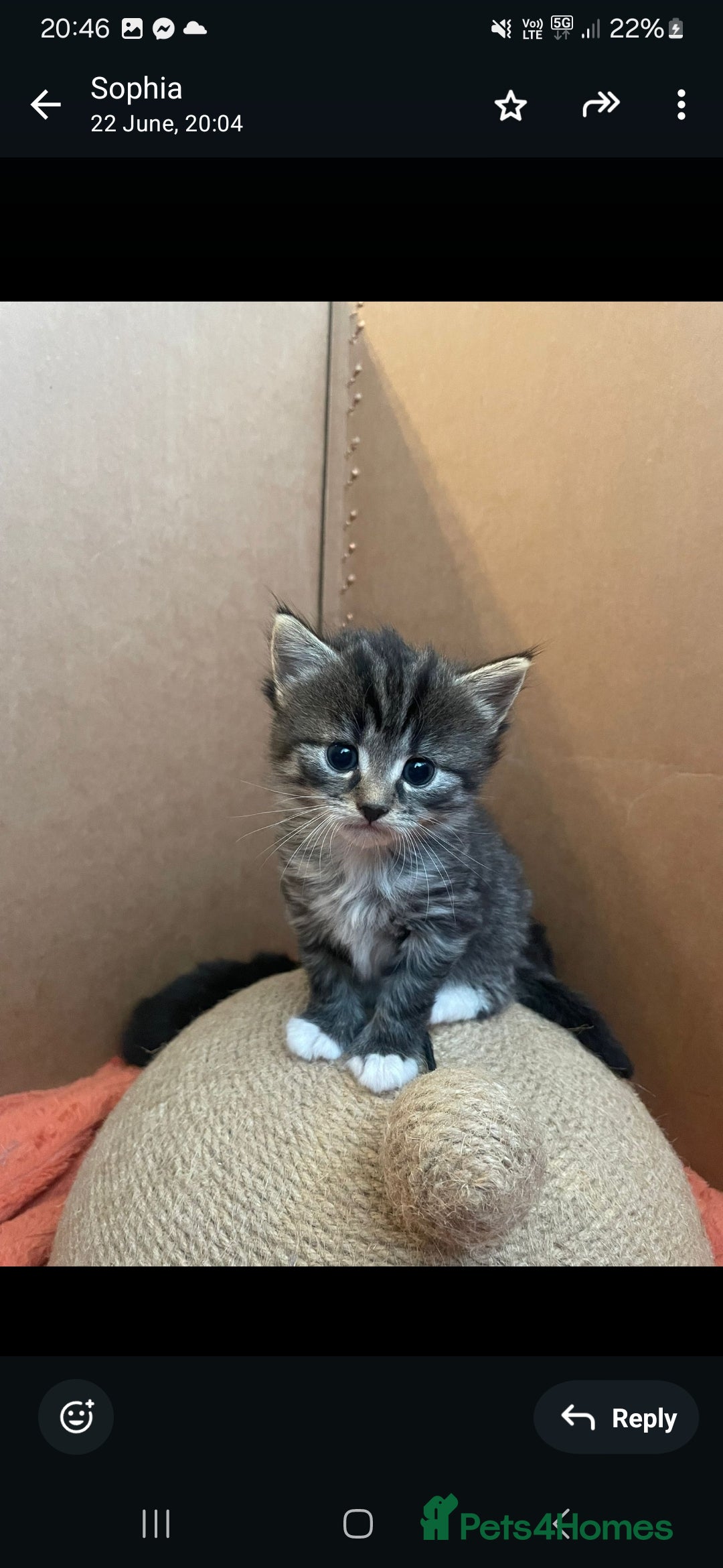 Mixed Breed cats for sale: Stunning litter of 4 gorgeous fur babies  - Image 6