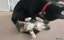Mixed Breed cats for sale: 3 friendly kittens for sale - Image 4