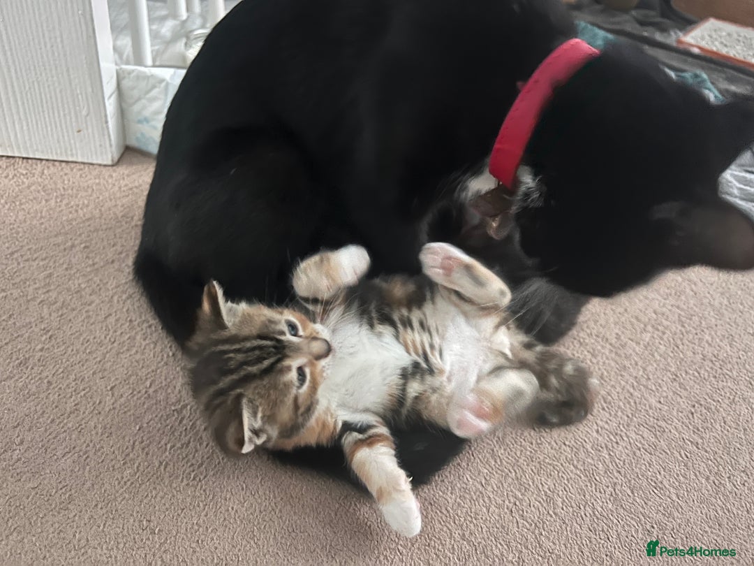 Mixed Breed cats for sale: 3 friendly kittens for sale - Image 4