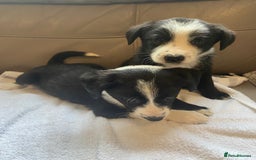 Border Collie dogs for sale: Adorable border collie puppies  - Image 8