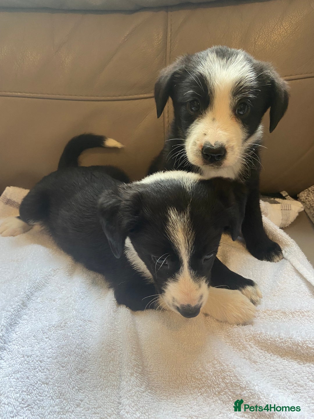Border Collie dogs for sale: Adorable border collie puppies  - Image 8