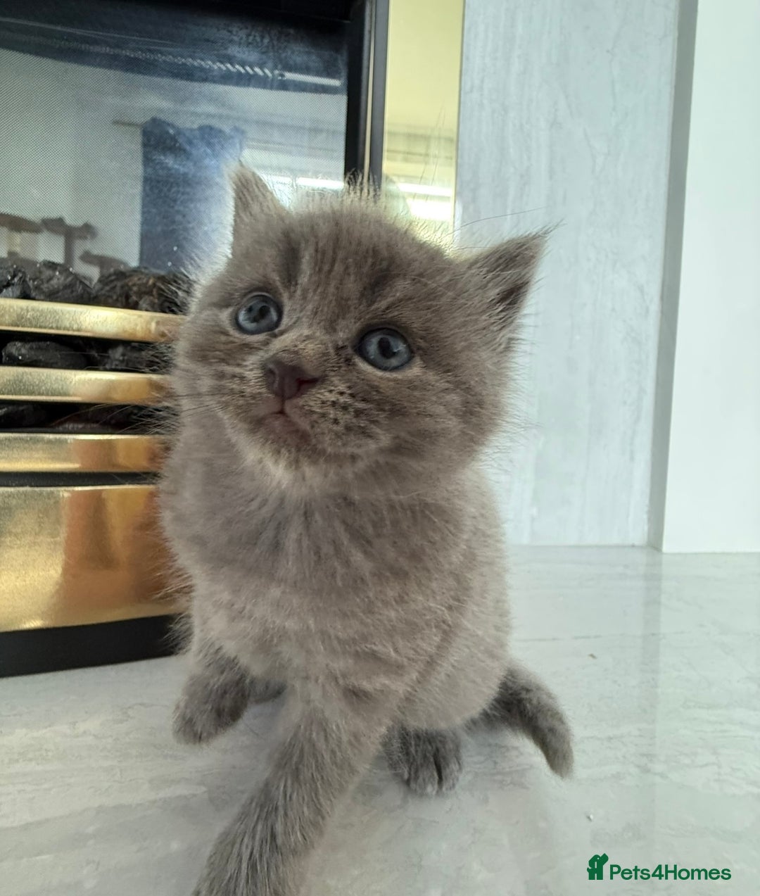 British Longhair cats for sale: British longhair X British Blue - Image 10