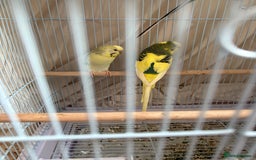 Budgerigars birds for sale: 3 Male Budgies  - Image 1