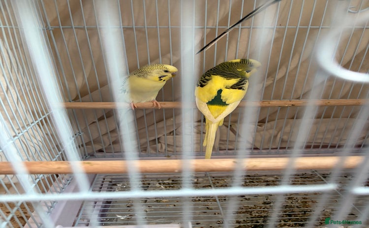 Budgerigars birds - Advert 1