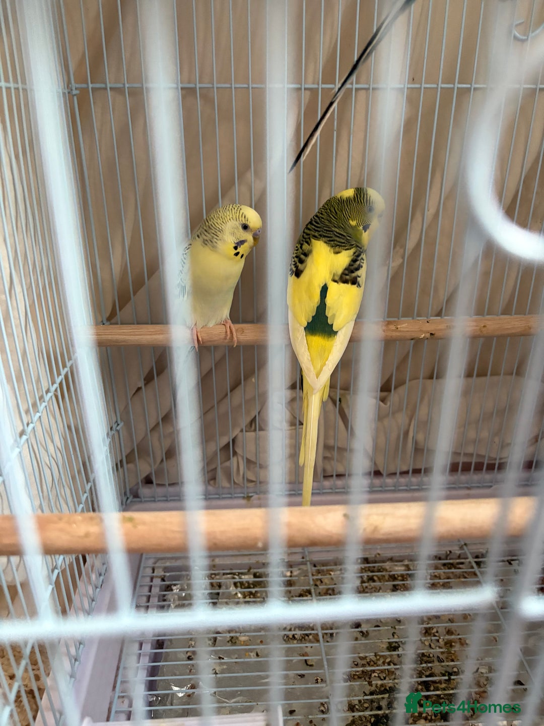 Budgerigars birds for sale: 3 Male Budgies  - Image 1