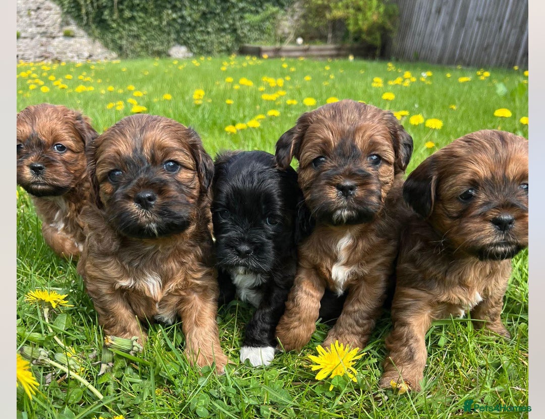 Shihpoo dogs for sale: Shipoo Pups LAST 2 - Image 13