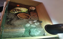 Hermann Tortoise reptiles for sale: Hermman Tortoise for sale - Image 3