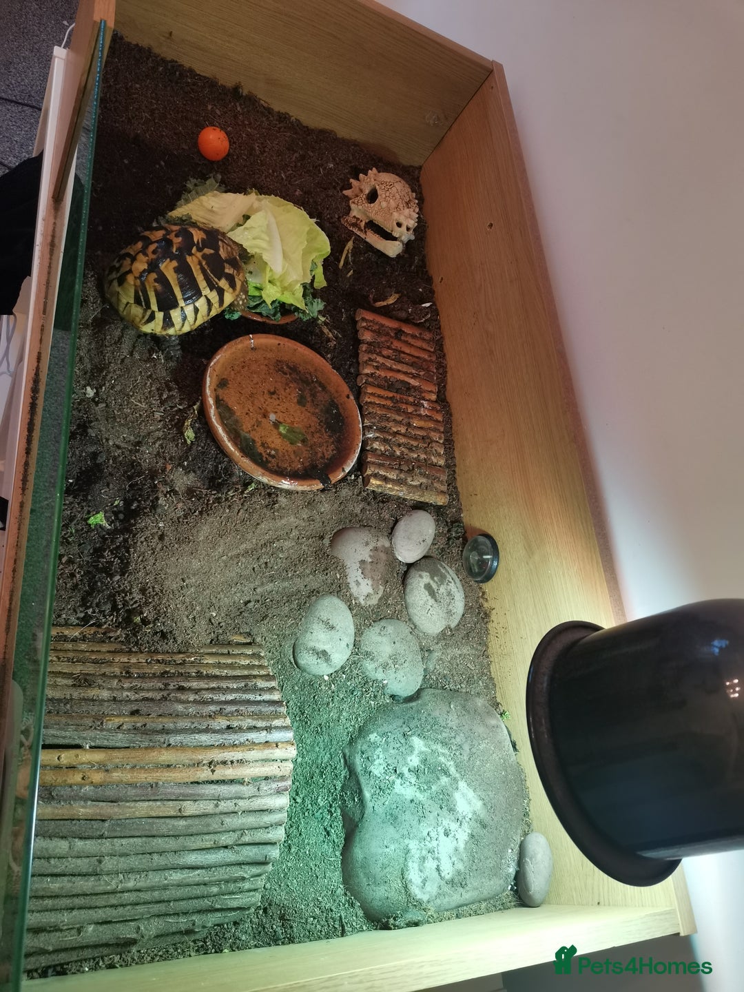 Hermann Tortoise reptiles for sale: Hermman Tortoise for sale - Image 3