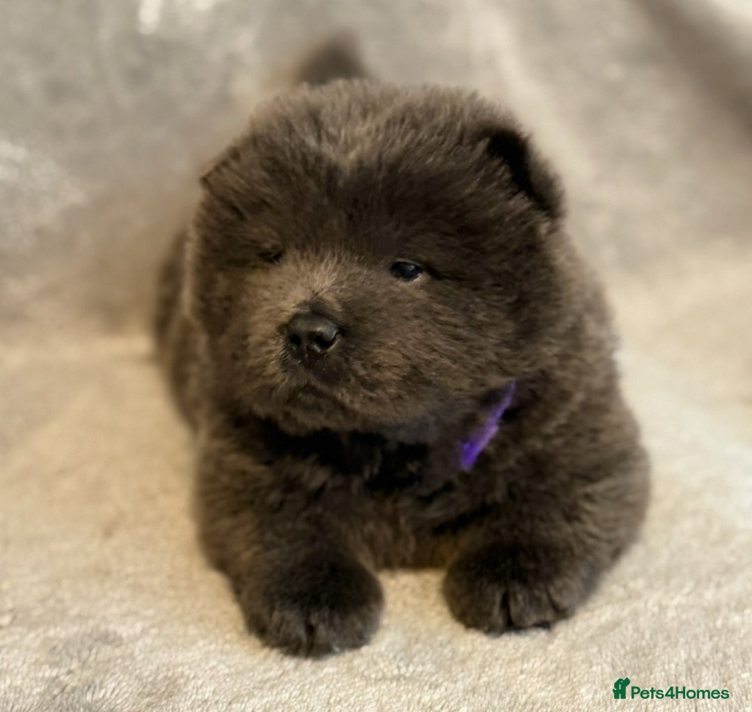 Chow Chow dogs for sale: KC Reg Chow Chow Puppies  - Advert 4