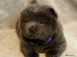 Chow Chow dogs KC Reg Chow Chow Puppies - Advert 2