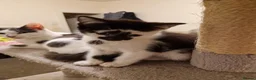 Mixed Breed cats for sale: Lovely kittens looking for forever homes - Advert 14