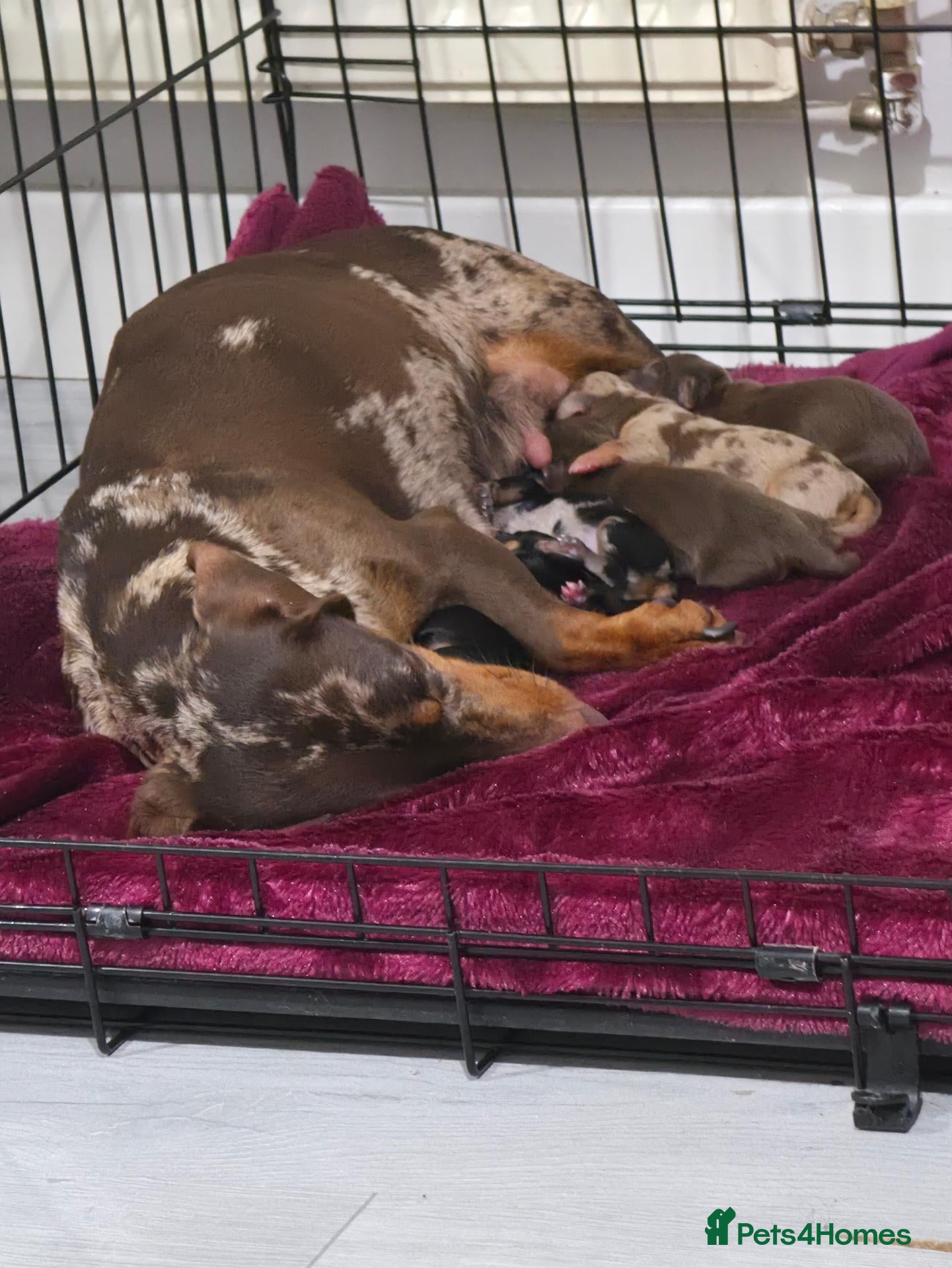 Dachshund dogs Dascund puppies for sale  - Advert 3