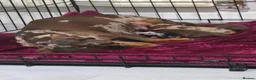 Dachshund dogs for sale: Dascund puppies for sale  in Keighley - Advert 1
