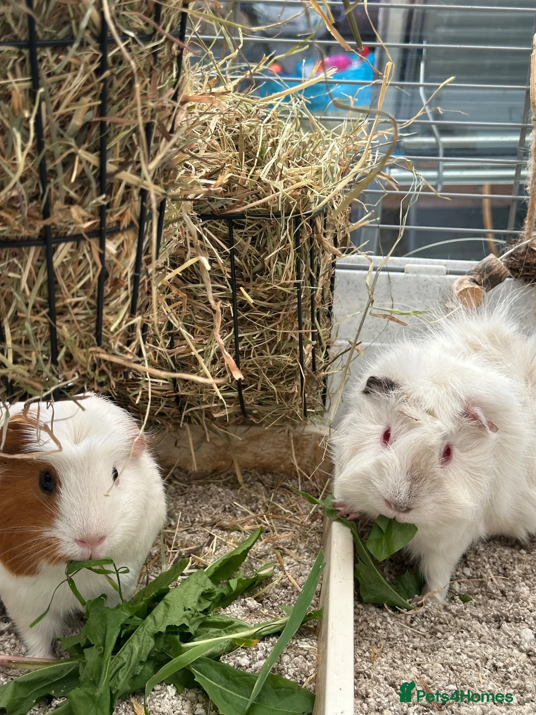 Guinea Pig rodents for sale: Two GUINEA PIGS for rehoming in Nantwich - Advert 1