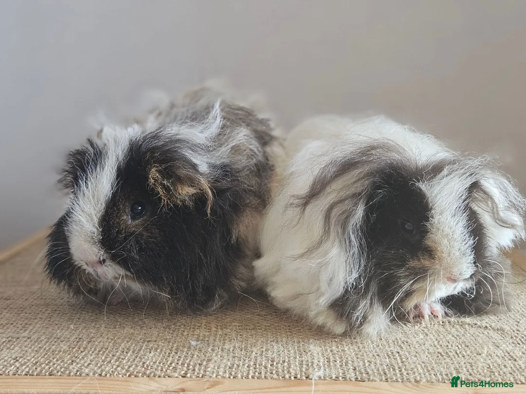Guinea Pig rodents for sale: Various bonded pairs of boy guinea pigs - Advert 1