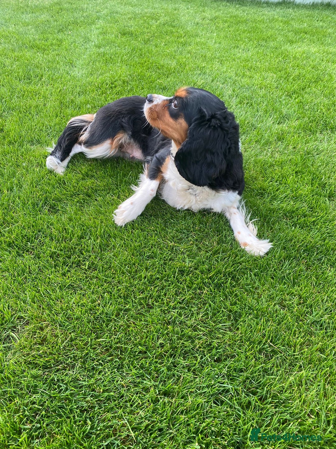 Cavalier King Charles Spaniel dogs for sale:  Beautiful 5-year-old King Charles Cavalier ❤️ - Image 2