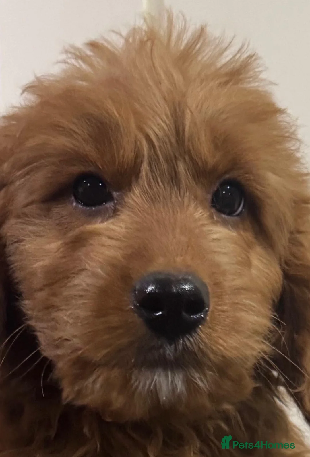 Mini Goldendoodle dogs for sale: Healthy confident stunning puppies - Advert 2