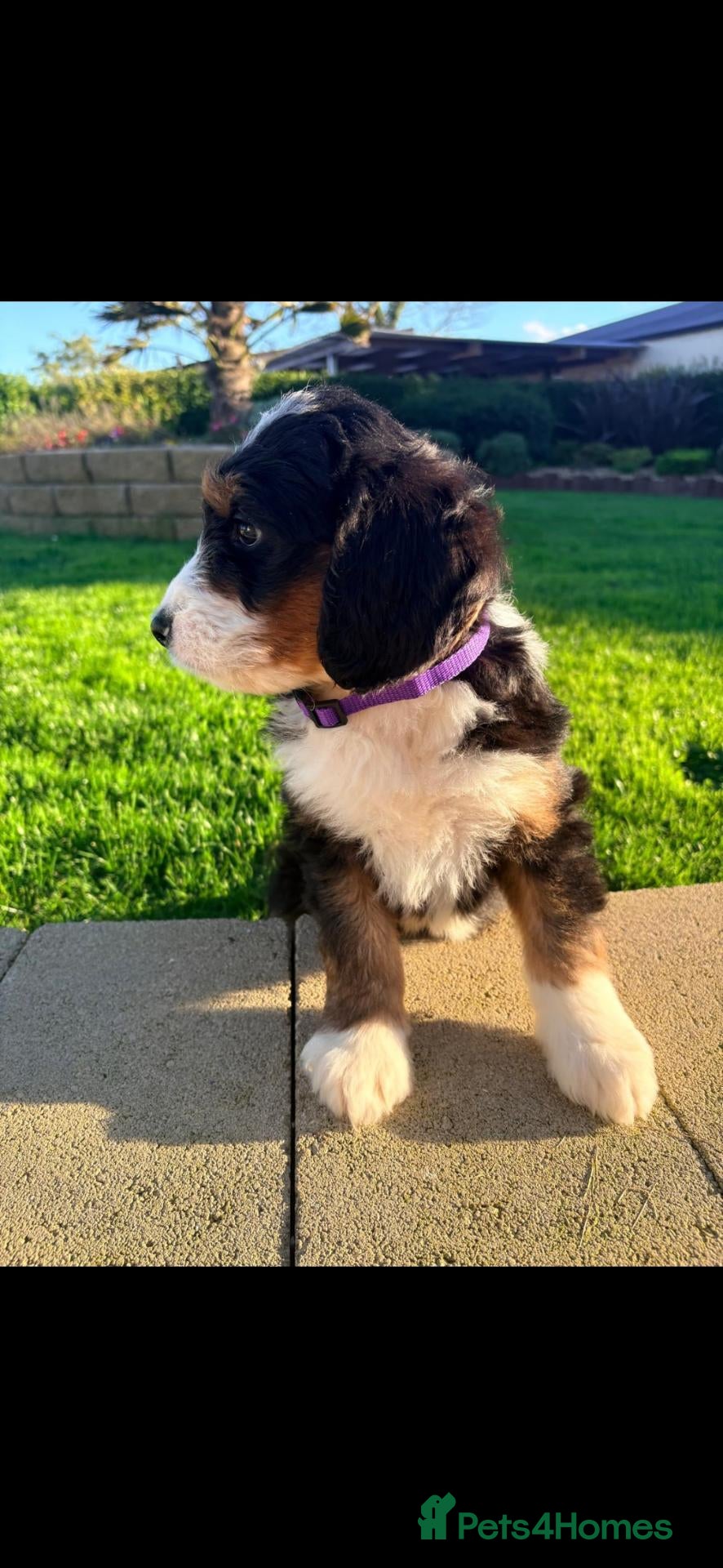 Bernedoodle dogs F1 tri-color bernedoodle pups - Advert 1