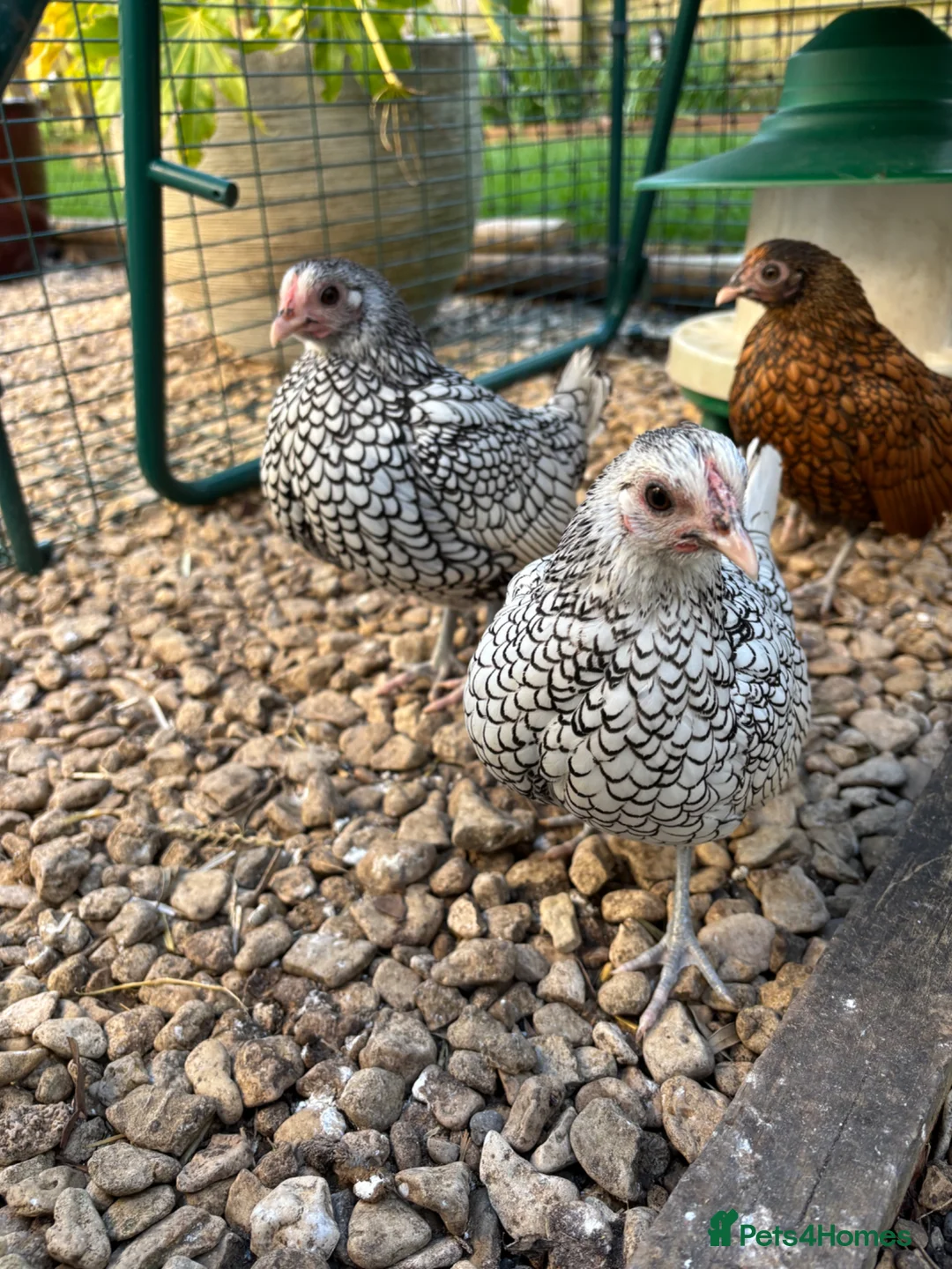 Chickens poultry for sale: 2 Stunning Silver Seabright pullets - Advert 2