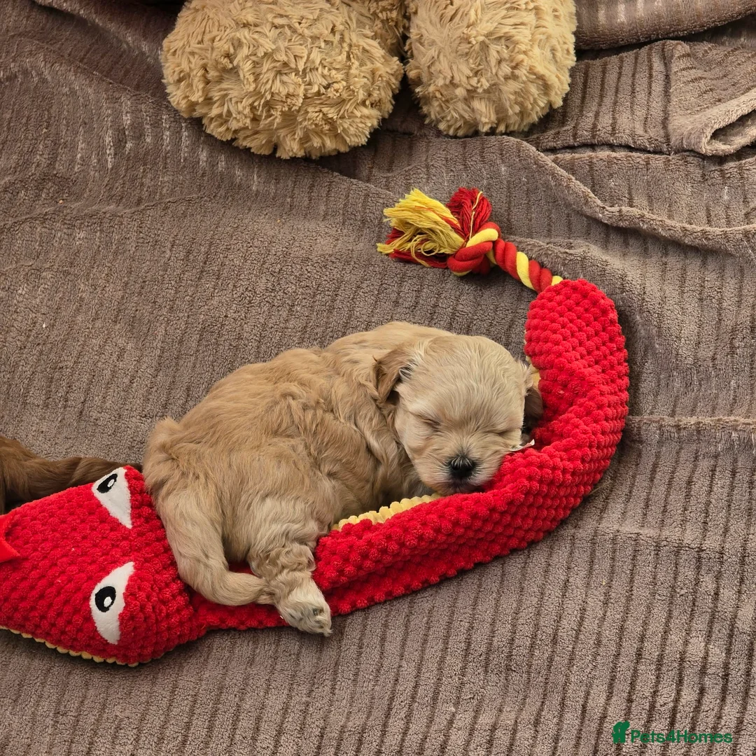 Maltipoo dogs for sale: Maltipoo puppies  - Advert 2