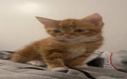 Mixed Breed cats for sale: Beautiful ginger kittens  - Image 9