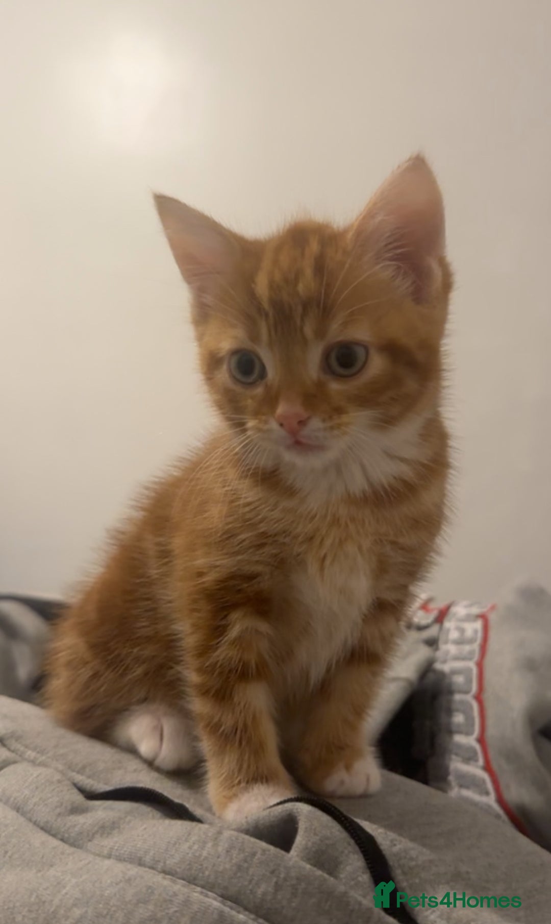 Mixed Breed cats for sale: Beautiful ginger kittens  - Image 9