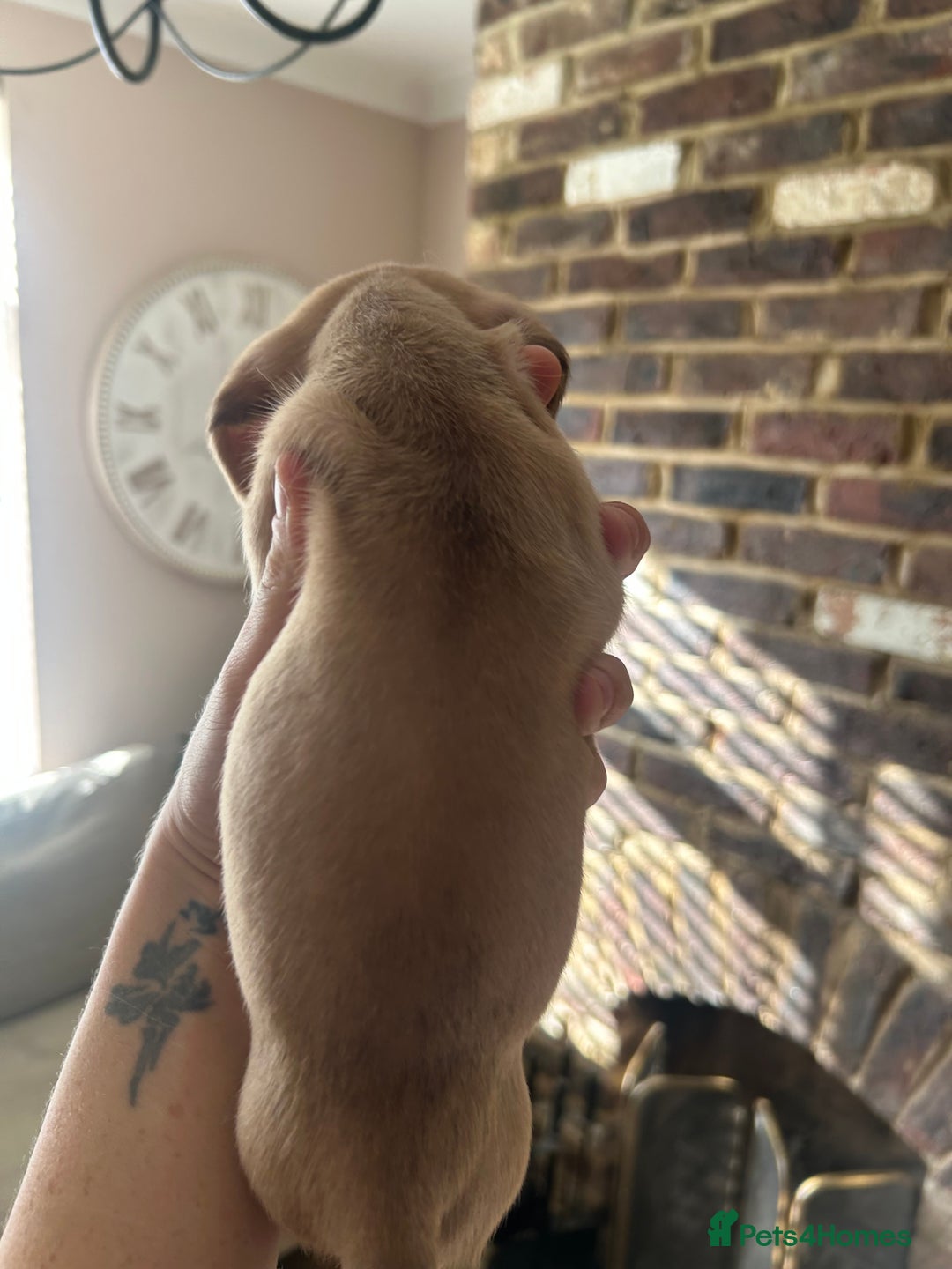 Miniature Dachshund dogs for sale: long haired miniature dachshund puppies - Image 15