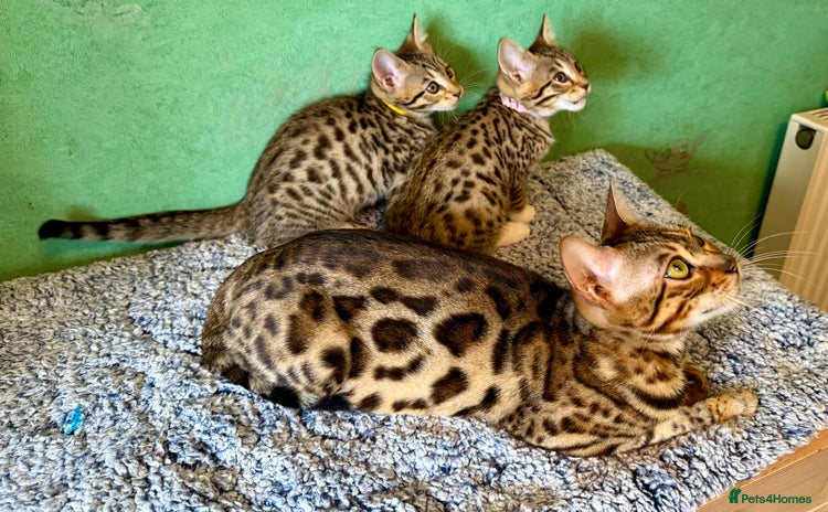Mixed Breed cats - Advert 6