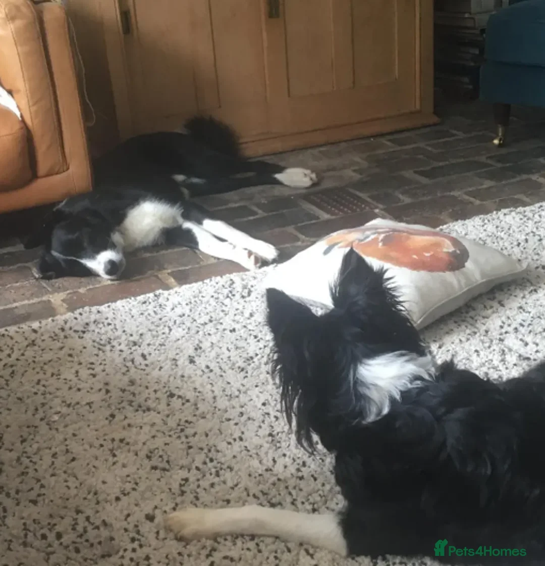 Border Collie dogs for adoption: Reyna in Worthing - Advert 7