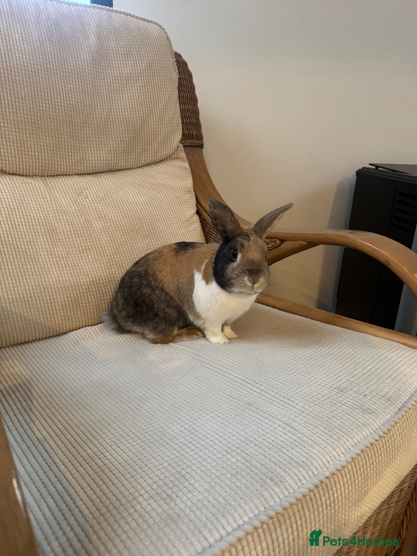 Mixed Breed rabbits Very friendly bunny - Advert 1