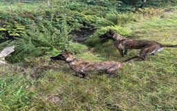Belgian Shepherd Dog dogs for sale: Stunning Dutch herder female  - Image 6