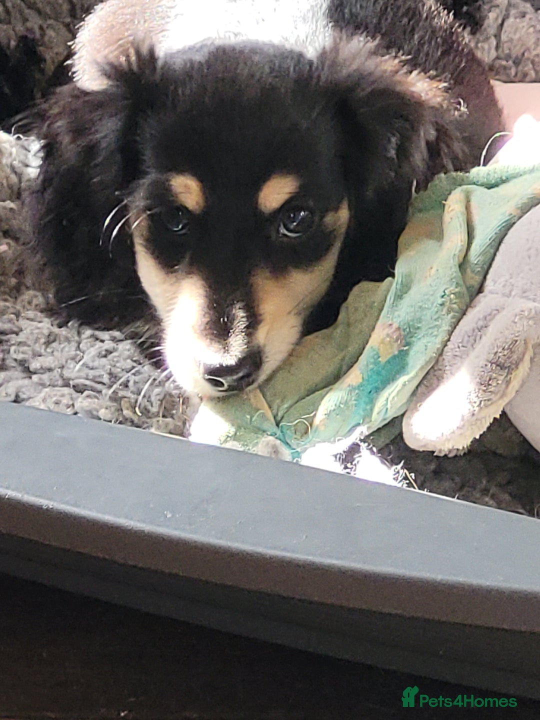Miniature Dachshund dogs for sale: KC Black and Cream  ready now - Image 25
