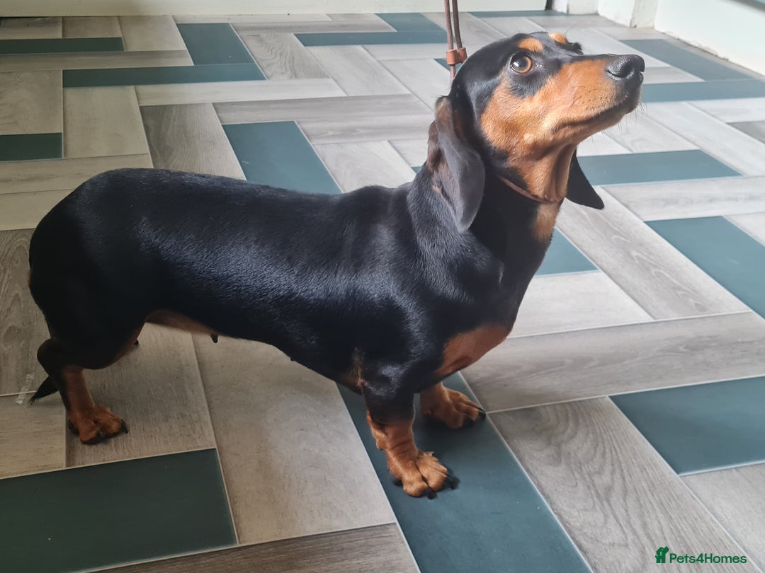 Miniature Dachshund dogs for sale: Miniature smooth dachshund  - Image 5