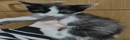 Mixed Breed cats for sale: Kittens for rehoming - Advert 2