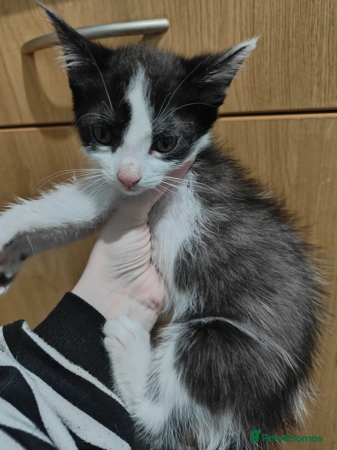 Mixed Breed cats for sale: Kittens for rehoming - Advert 2