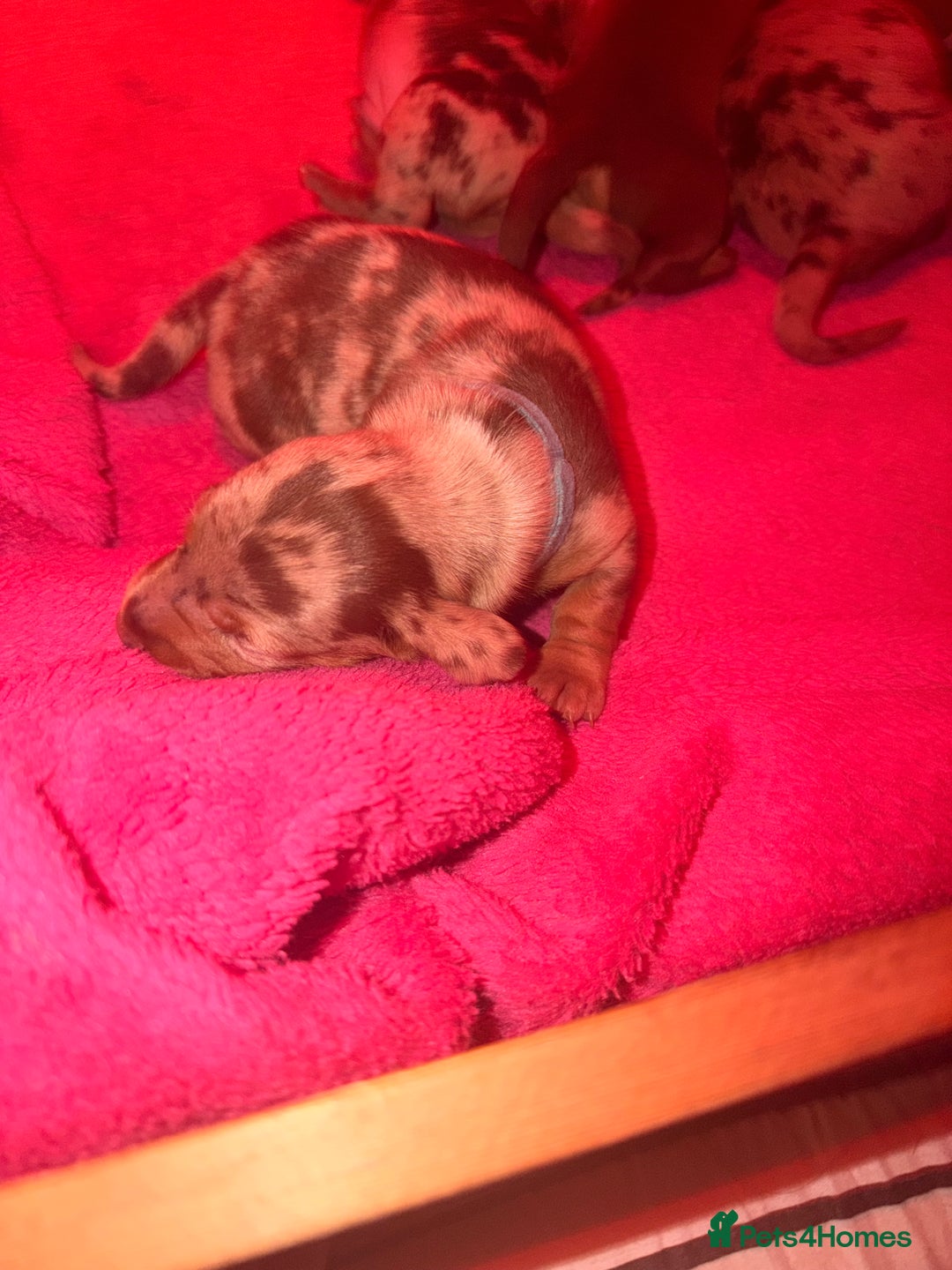 Miniature Dachshund dogs for sale: Miniature Dachshunds puppy's for sale.  - Advert 24